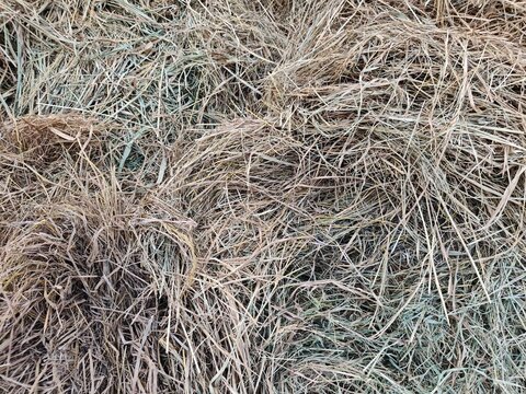 Dry Hay Grass Texture Background - Natural Agricultural Livestock Feed