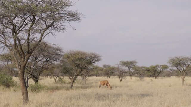 Common tsessebe, or sassaby (Damaliscus lunatus lunatus), in natural Kalahari-Nama Karoo transition habitat near Kimberley, Northern Cape, South Africa, showcasing African wildlife.
