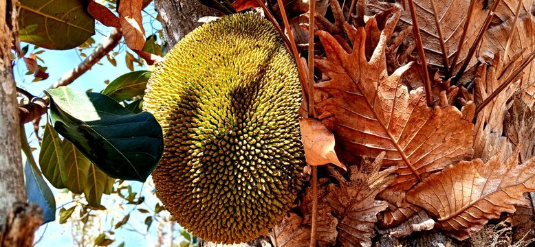 Ripe jackfruit growing on a tree trunk surrounded by dry leaves in a tropical environment