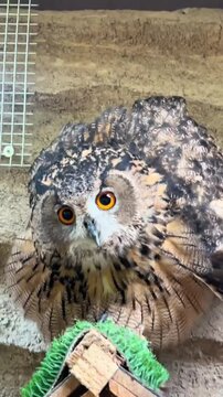 Stunning Close-Up of  Eagle Owl Looking at Camera