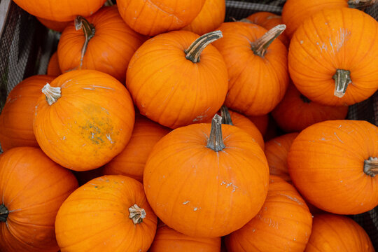 Bright Orange Pumpkins at Autumn Market