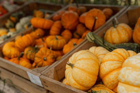 Autumn Pumpkins and Gourds in Wooden Crates