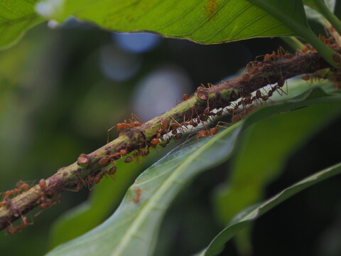 A front-view photograph of an ant walking on a tree branch