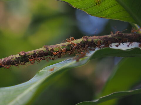 A front-view photograph of an ant walking on a tree branch