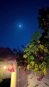 Bright crescent moon shining over a garden at night