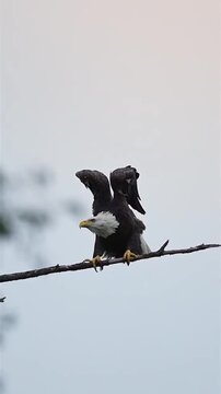 Majestic Bald Eagle Perched on a Branch with Wings Spread
