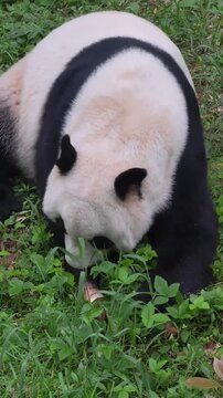 A giant panda eating fresh green grass in a zoo