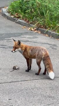 red fox vulpes