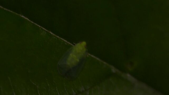 Close-up of a Green Leafhopper on a Leaf in Indonesia 4K