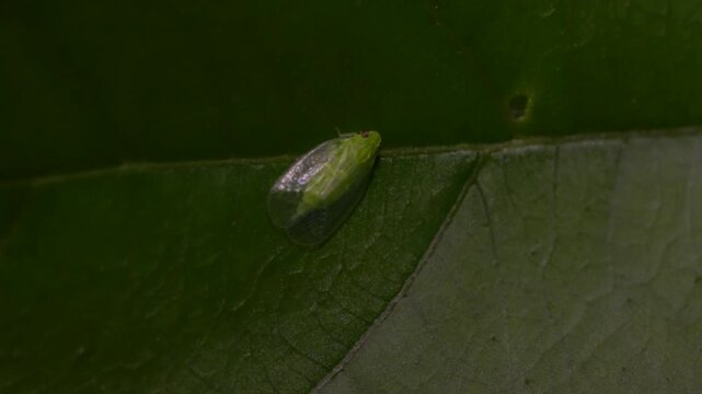 Close-up of a tiny Green Planthopper on a leaf in Batam, Indonesia 4K