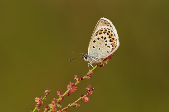 View of a Silver Studded Blue butterfly perched on a delicate plant stem with a soft-focus green background in Shropshire, United Kingdom.