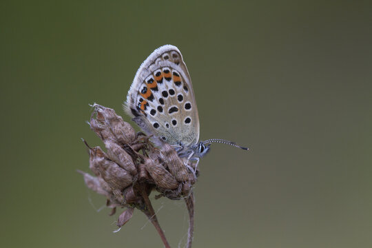 View of a Silver Studded Blue butterfly resting on a dried seed head in Shropshire, United Kingdom.