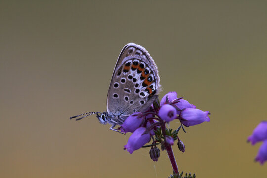 View of a Silver Studded Blue butterfly resting on a purple heather flower in Shropshire, United Kingdom.