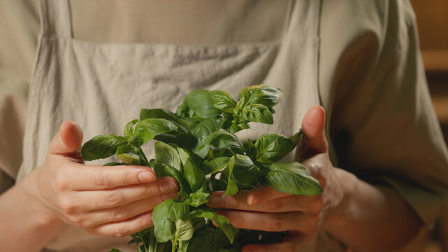 Close-up of a female person in a rustic linen apron gently touching fresh green basil leaves with her hands in warm lighting for home cooking, healthy eating, culinary, and recipe content.