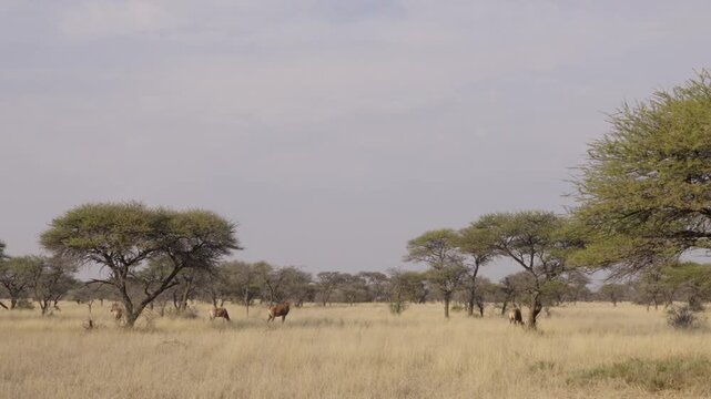 Common tsessebe, or sassaby (Damaliscus lunatus lunatus), in natural Kalahari-Nama Karoo transition habitat near Kimberley, Northern Cape, South Africa, showcasing African wildlife.