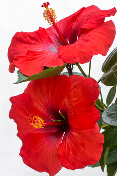 Hibiscus 