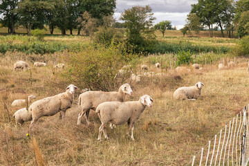 Fototapeta premium Several sheep standing alert in the foreground while a larger flock grazes across a dry rural pasture bordered by trees.