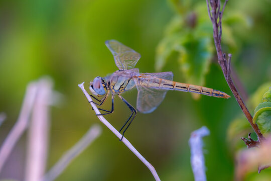 View of a Nomad dragonfly perched on a thin plant stem with a soft green background in North Coast, Matrouh Governorate, Egypt.