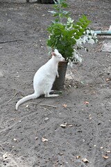 White Wallaby Feeding on Green Leaves from Potted Plant © evgen