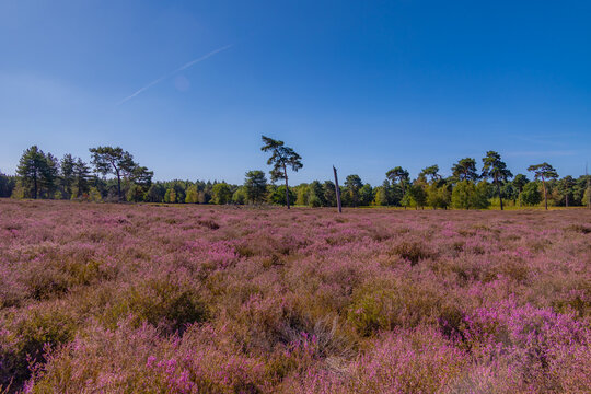 Purple flowers Calluna vulgaris (Heather, Ling) The sole species in genus of Calluna, Ericaceae family, De Cokse Heide in Afferden village, North Limburg, Lies about southeast of Nijmegen, Netherlands
