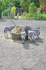 Zebra Herd Feeding on Hay in Spacious Outdoor Enclosure © evgen
