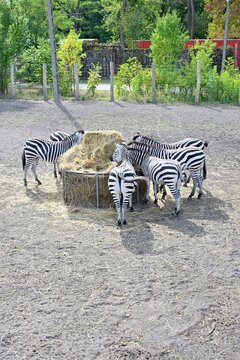 Zebra Herd Feeding on Hay in Spacious Outdoor Enclosure