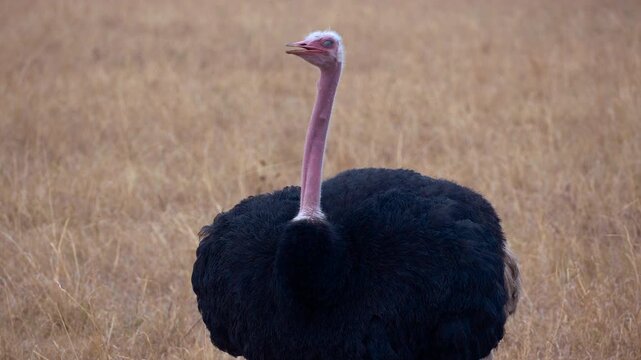 Maasai Mara Natural Reserve, Kenya. Male ostrich standing in the African savanna.