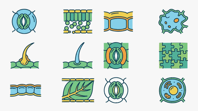 Plant anatomy vector icon set featuring stomata, epidermal tissue, guard cells, trichomes, mesophyll layers, and plant cell organelles for botanical biology education and science.