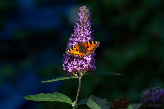 View of a small tortoiseshell butterfly resting on a vibrant purple buddleia flower with green leaves against a dark, soft-focus background in Aberdyfi, Wales, United Kingdom.