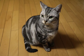 A house cat's night © Mt. Cape