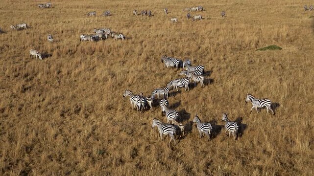 Aerial view of plains zebras running across Maasai Mara savanna, Kenya