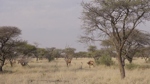 Common tsessebe, or sassaby (Damaliscus lunatus lunatus), in natural Kalahari-Nama Karoo transition habitat near Kimberley, Northern Cape, South Africa, showcasing African wildlife.
