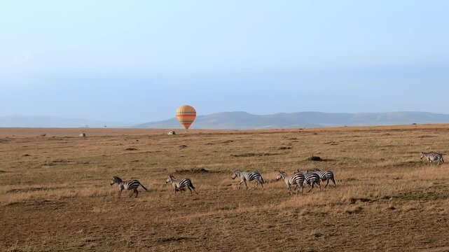 Herd of plains zebras running across Maasai Mara savanna, Kenya