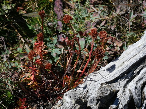 Queen's Crown (Rhodiola rhodantha) in Red Autumn Color at Lake Isabelle, Colorado