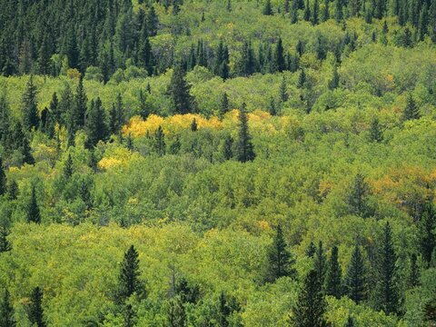 Quaking Aspen (Populus tremuloides) Beginning to Turn Yellow in Colorado