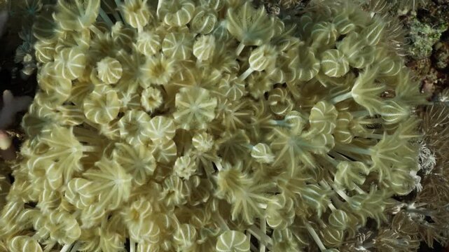 Close-up of yellow soft coral polyps swaying underwater in the ocean
