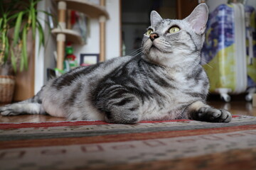 A calm indoor cat in the morning © Mt. Cape