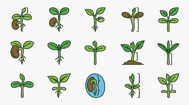 Set of 15 flat vector icons illustrating plant germination stages, featuring seed sprouting, root development, cotyledon emergence, and young green seedlings with leaves.