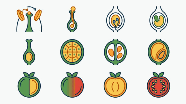 Set of botanical vector icons illustrating the life cycle of a flowering plant from pollination and fertilization to seed formation and various fruit cross-sections.