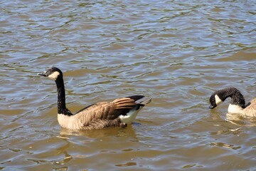 Two Canada geese swimming on an autumn river © fluffypw88