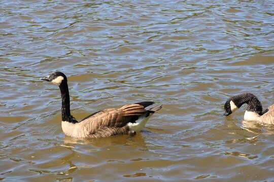 Two Canada geese swimming on an autumn river