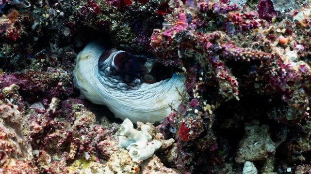 Close-up shot of a small marine fish resting and peeking out from its rocky cave or coral shelter on the vibrant ocean floor