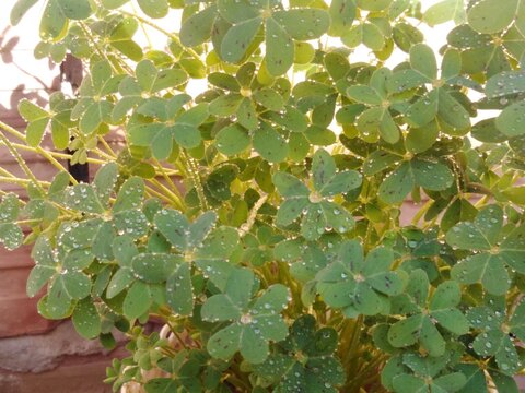 Vibrant green clover leaves glisten under a generous shower of morning dew, with tiny droplets pooling like scattered diamonds across every delicate surface. This refreshing nature-inspired scene ....