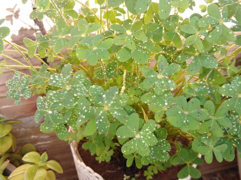 Vibrant green clover leaves glisten under a generous shower of morning dew, with tiny droplets pooling like scattered diamonds across every delicate surface. This refreshing nature-inspired scene ....