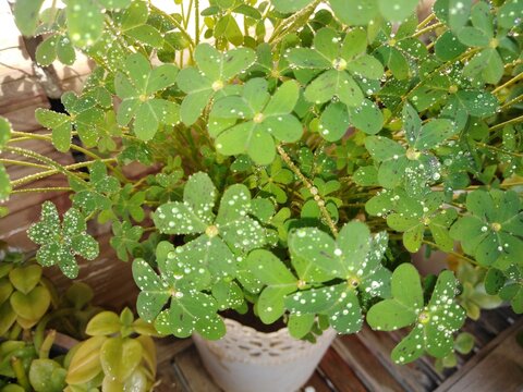 Vibrant green clover leaves glisten under a generous shower of morning dew, with tiny droplets pooling like scattered diamonds across every delicate surface. This refreshing nature-inspired scene ....