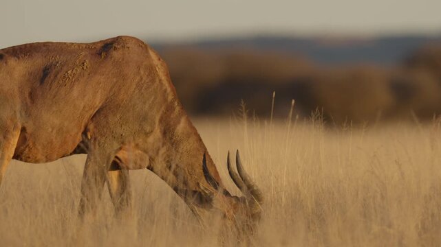 Common tsessebe, also known as sassaby (Damaliscus lunatus lunatus), feeding in natural Kalahari-Nama Karoo transition habitat near Kimberley, Northern Cape, South Africa.
