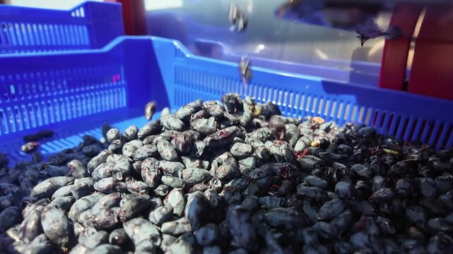 Gloved hand lifts and drops dark oval berries over blue plastic crate during active sorting or harvesting, with several fruits in motion, bright natural light, glossy skins, and practical farm