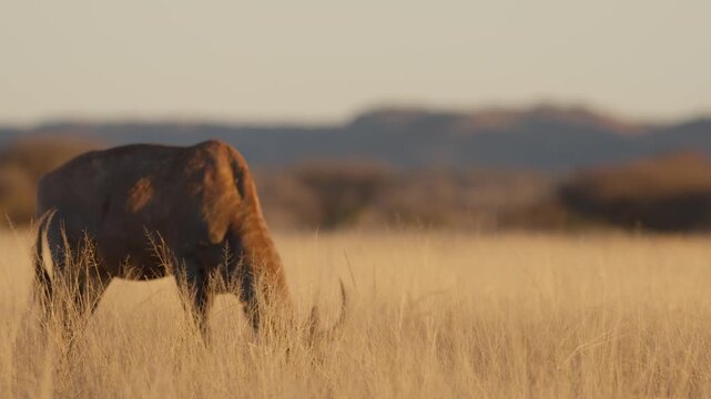 Common tsessebe, also known as sassaby (Damaliscus lunatus lunatus), feeding in natural Kalahari-Nama Karoo transition habitat near Kimberley, Northern Cape, South Africa.