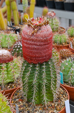 A green, spiny Melocactus matanzanus, commonly known as a Turk's Cap cactus