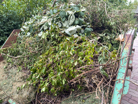 Garden Waste Container at Recycling Center in Autumn